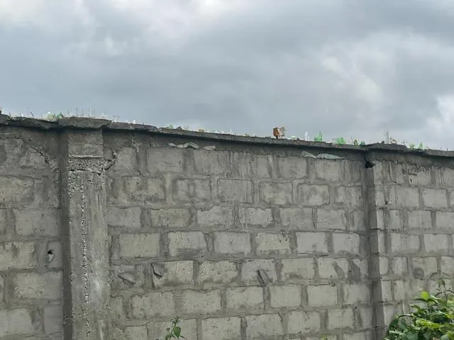 カタツムリ養殖場
